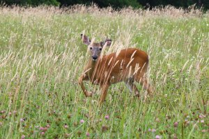 IMG_0483.jpg