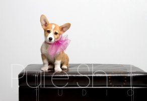 dog.jpg