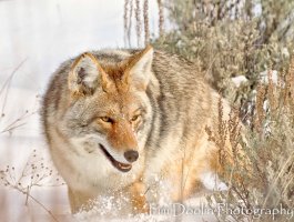 Coyote mousing in Sagebrush-.jpg