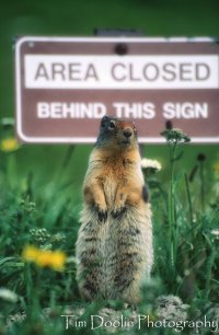 Ground Squirrel in Glacier-.jpg