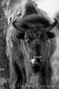 IMG_0498-black & white.jpg