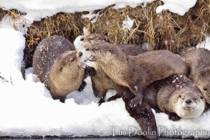 River Otters-.JPG
