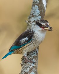 _P8A1703-Edit-Edit.jpg
