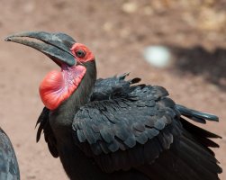 Hornbill2D.jpg