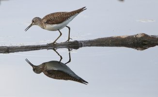Lesser Yellowlegs.JPG