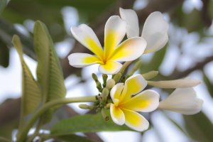 Spring Flower by the Road 2.jpg