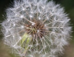 Dandelion-2.jpg