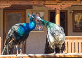 peacocks.jpg