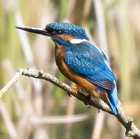 Kingfisher_439x438_USM.jpg