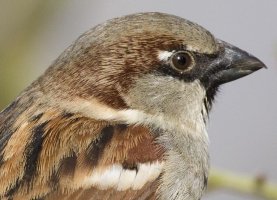 Sparrow_739x534Crop.jpg