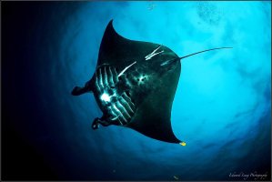 Manta Sandy.jpg