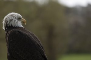 Bald Eagle - Warwick Castle.jpg