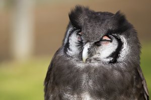 Owl - Warwick Castle.jpg