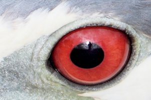 IMG_3317-dpp-eye crop.JPG