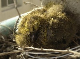 Squab (Baby Pigeon).jpg