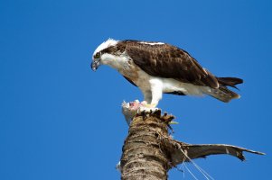 Osprey_-_Sashimi-13.jpg