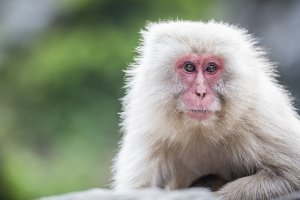 Japan 201320130516534-.jpg