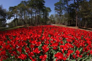 Red Tulips At Brookgreen Gardens.jpg