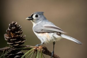 IMG_8693 crop rs.jpg