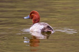 IMG_1335 crop-1 rs.jpg