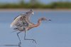 Reddish Egret Dance Web.jpg
