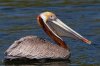 Brown Pelican, Mature, Breeding Small.jpg