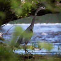 038 Heron Crop.jpg