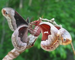 Promethia moths_5-26-2004.jpg