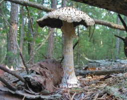 Parasol Mushroom__8-21-2003_©DNoe.jpg