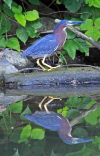 Green Heron.jpg