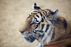 TIger at Tayto Park (1).jpg