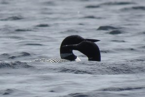 loons.jpg