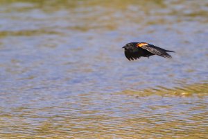 IMG_0121.jpg