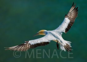 Menace_Gannet.jpg