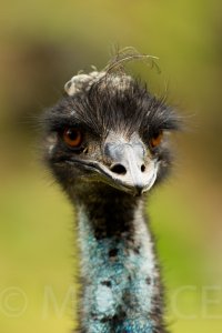 Menace_Emu.jpg