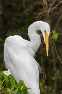 Great_Egret-13.jpg