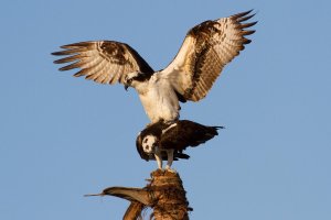 Osprey_Mating-3.jpg