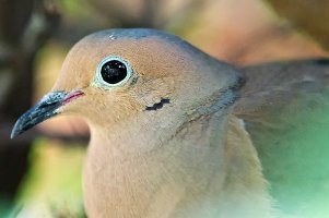 Mourning_Dove 2013-05-19 at 16-57-50.jpg