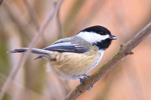 Black_Capped_Chickadee_1204.jpg