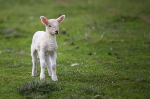 Curragh Lamb.jpg