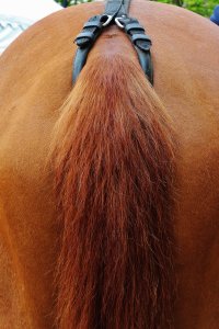 horse.JPG