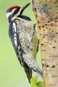 Yellow-Bellied Sapsucker2.JPG