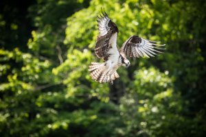 Osprey Flapping.jpg