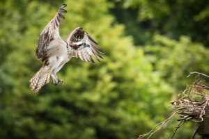 Osprey Landing.jpg