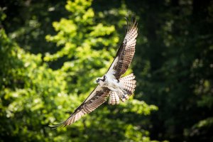 Osprey Flying.jpg