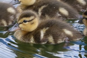 Mallard_Duckling.JPG