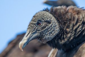 Vulture 1.jpg