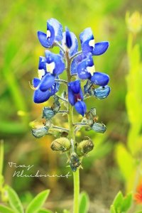 April 2013 Texas Wildflowers_Texas Bluebonnet_resized.jpg
