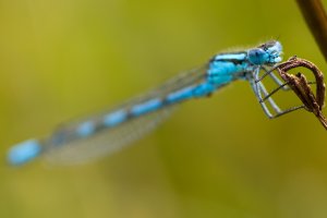 Damselfly.jpg