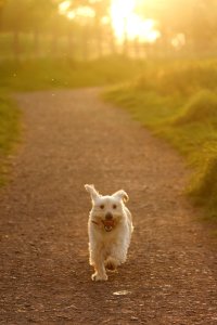 Toby the Sporting Lucas.jpg